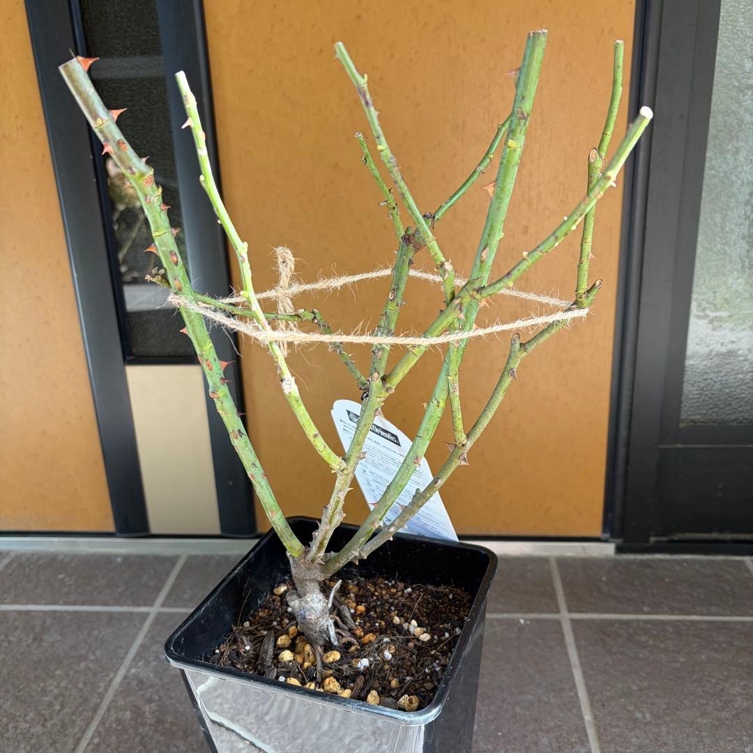 ポルトブルー【正規品】バラ 大苗 今季大苗 ロサオリエンティス　希少苗