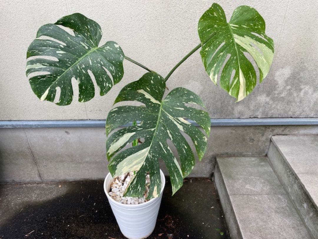 直接引取■モンステラ デリシオーサ レガシー 斑入り/葉35cm/110cm