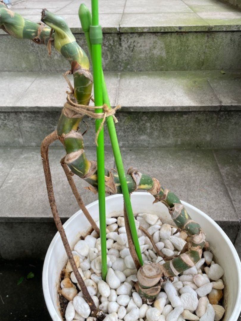 直接引取■モンステラ デリシオーサ レガシー 斑入り/葉35cm/110cm