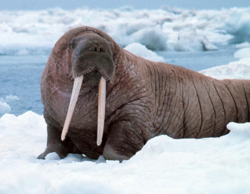 高品質　セイウチ（Walrus）頭骨 ♂ 　※ CITESコピー付