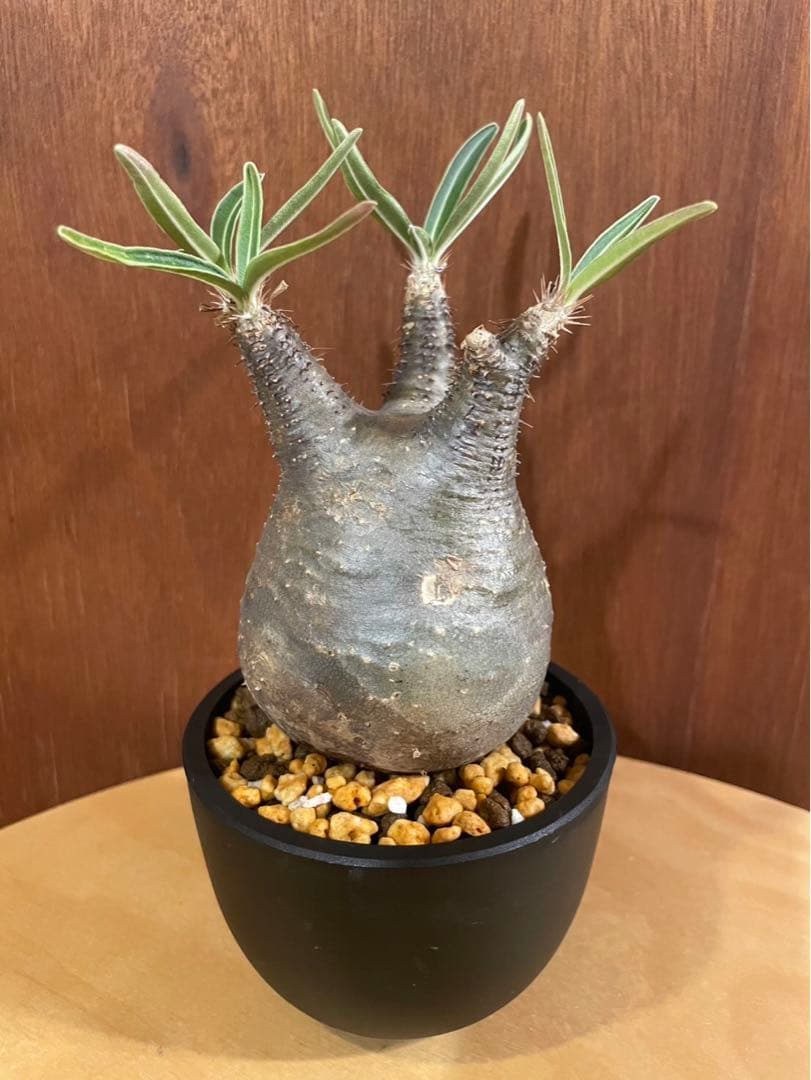 グラキリ　良型　現地球　サンデルシー種子10粒プレゼント