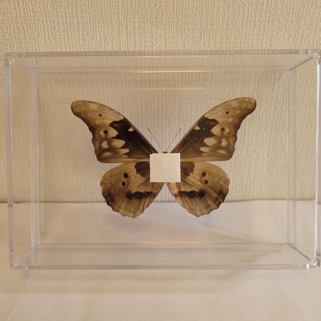 M*i様 蝶の標本　ジャングルを舞う宝石（特珍大）