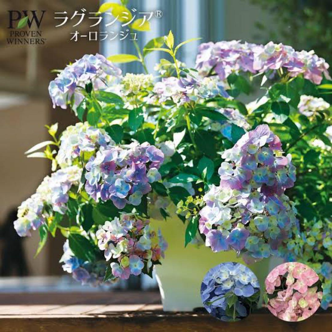 ラグランジア　紫陽花　カラフルランジア　斑入り多花性　5種　鉢ごとタグ付き