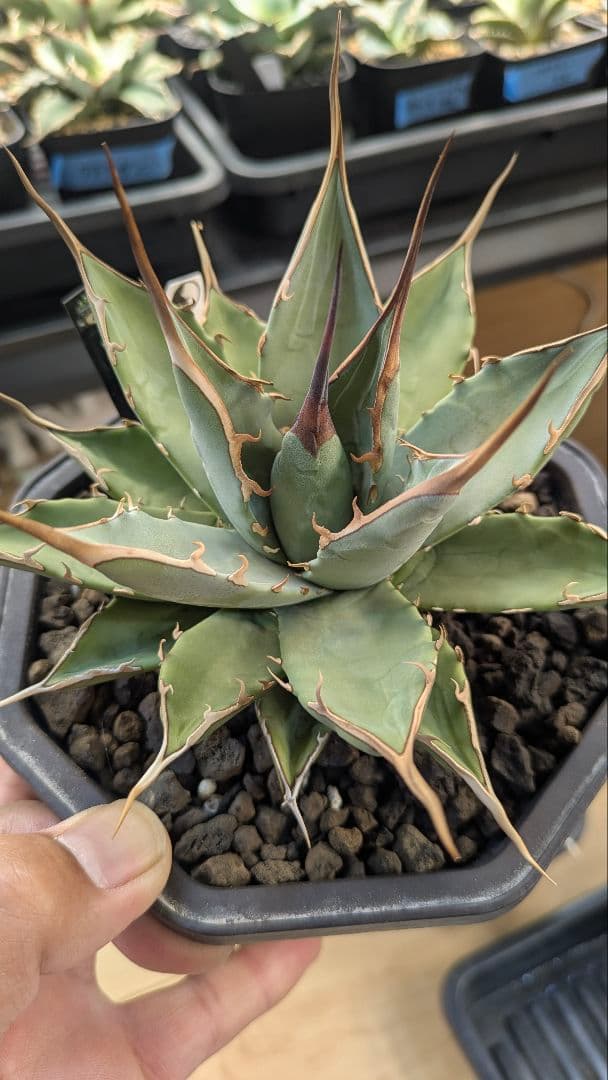 【希少】親株　アガベ　妖炎×黒帝斯　ハイブリッド　子株付　土田制所　実生オアハカ