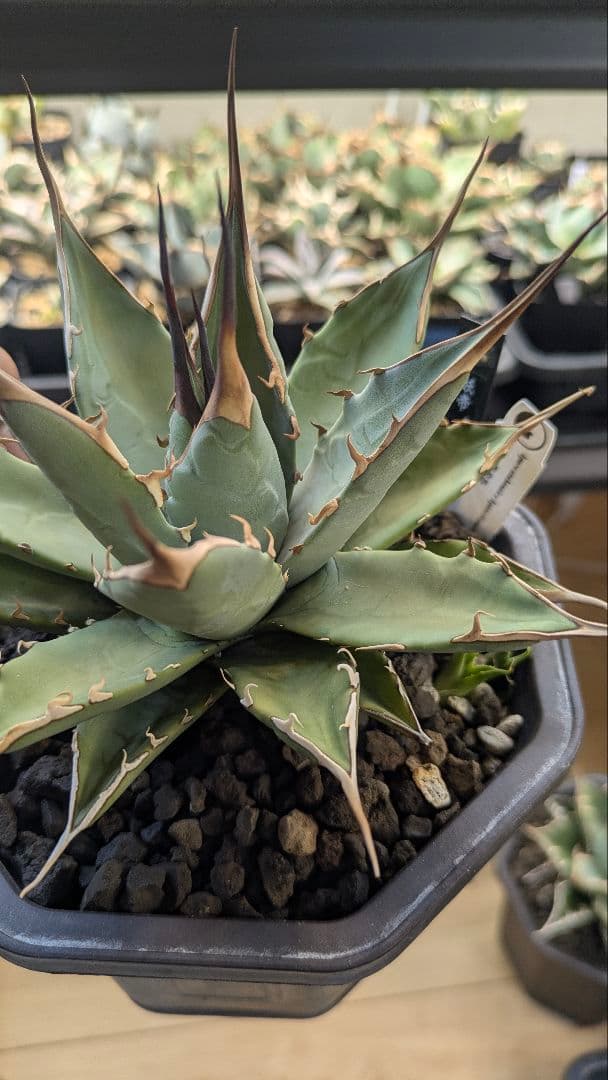 【希少】親株　アガベ　妖炎×黒帝斯　ハイブリッド　子株付　土田制所　実生オアハカ