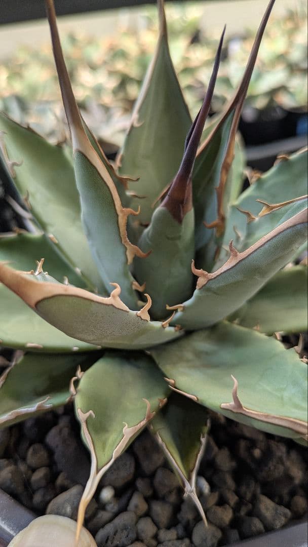 【希少】親株　アガベ　妖炎×黒帝斯　ハイブリッド　子株付　土田制所　実生オアハカ