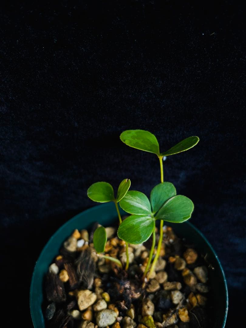 メキシコザミア斑入り　斑入ザミア　斑入りソテツ　黄金ソテツ　フルフラセア斑入り