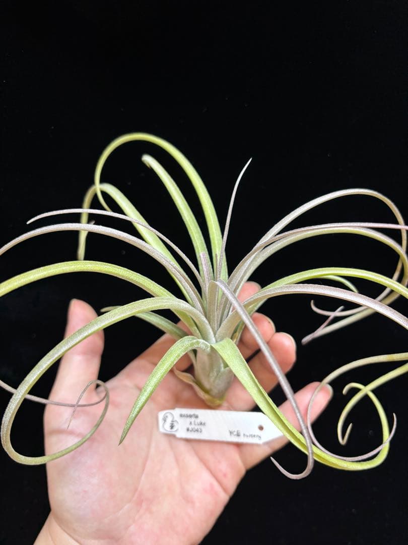 ブロメリア・エアープランツ Tillandsia exserta x 'Luke' from YCB