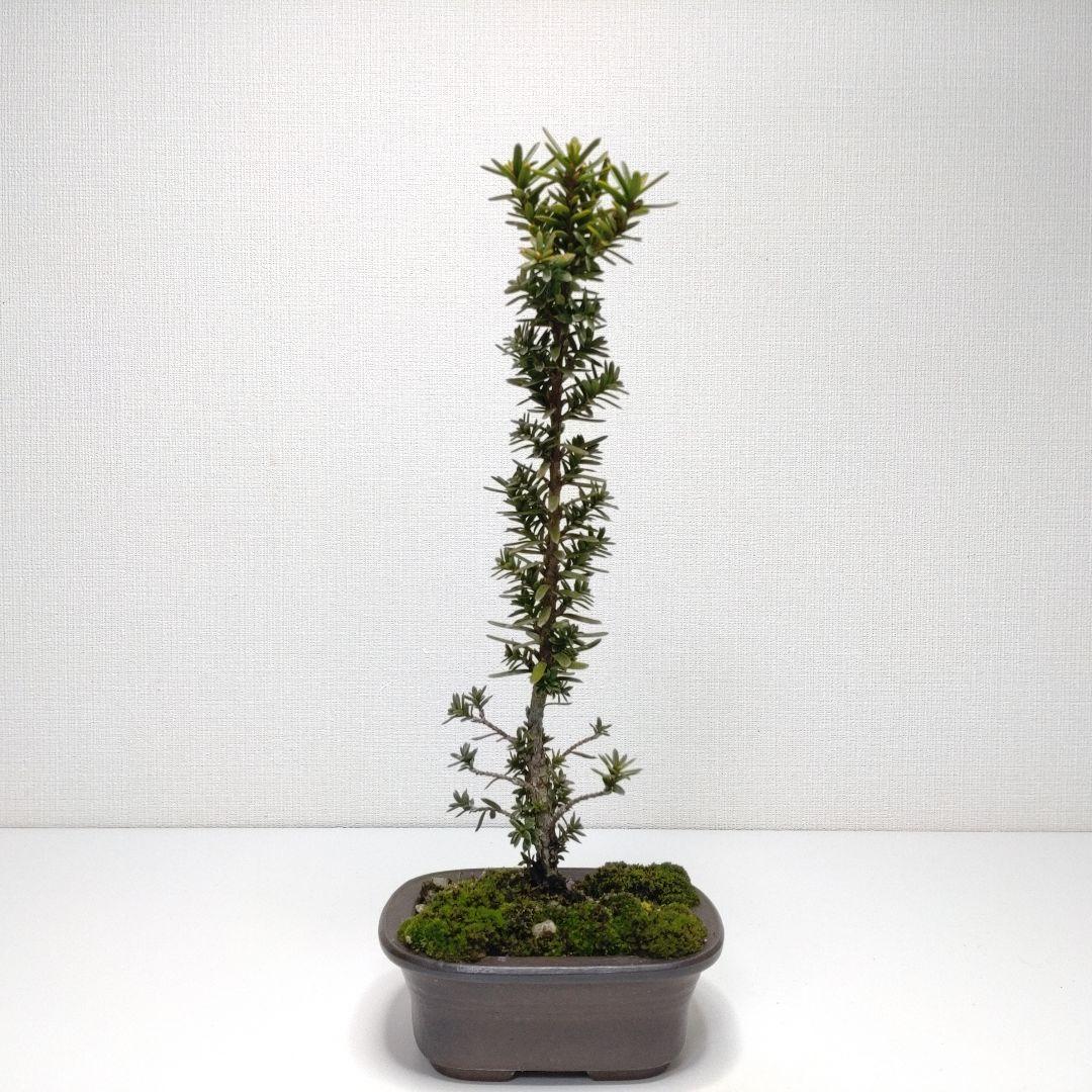 伽羅木（キャラボク）盆栽 CS201