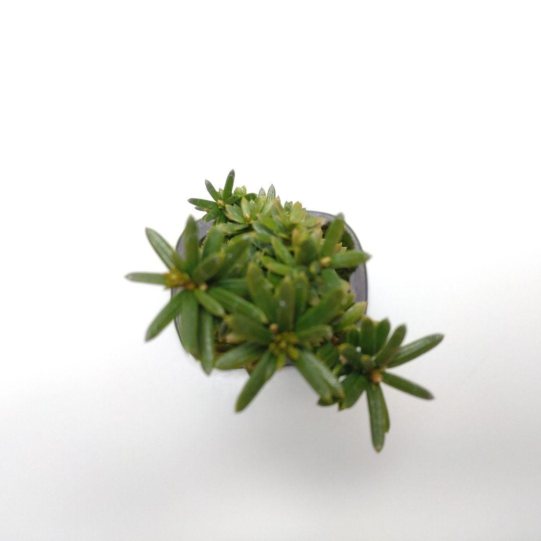 伽羅木（キャラボク）盆栽 CS201