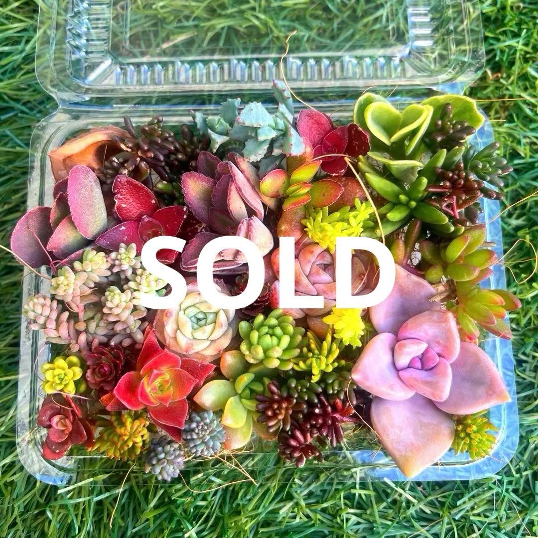 多肉植物カット苗詰め合わせ