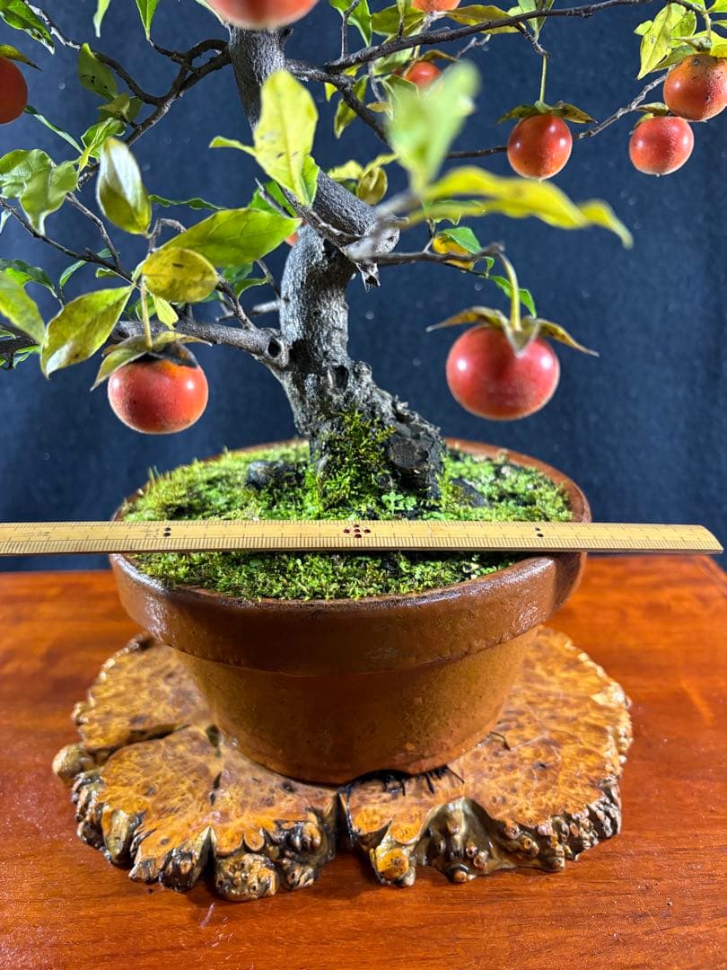 貴風盆栽、常盤柿、模様木、沢山の実付き (赤実)やや傷や汚れあり