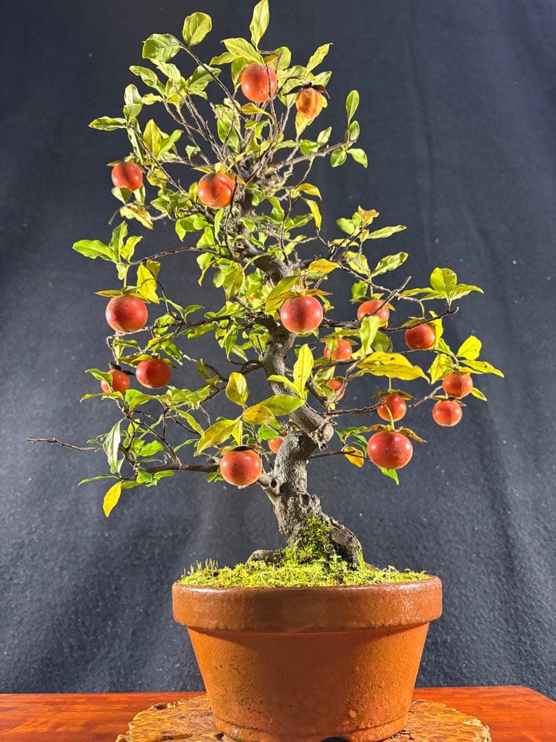 貴風盆栽、常盤柿、模様木、沢山の実付き (赤実)やや傷や汚れあり