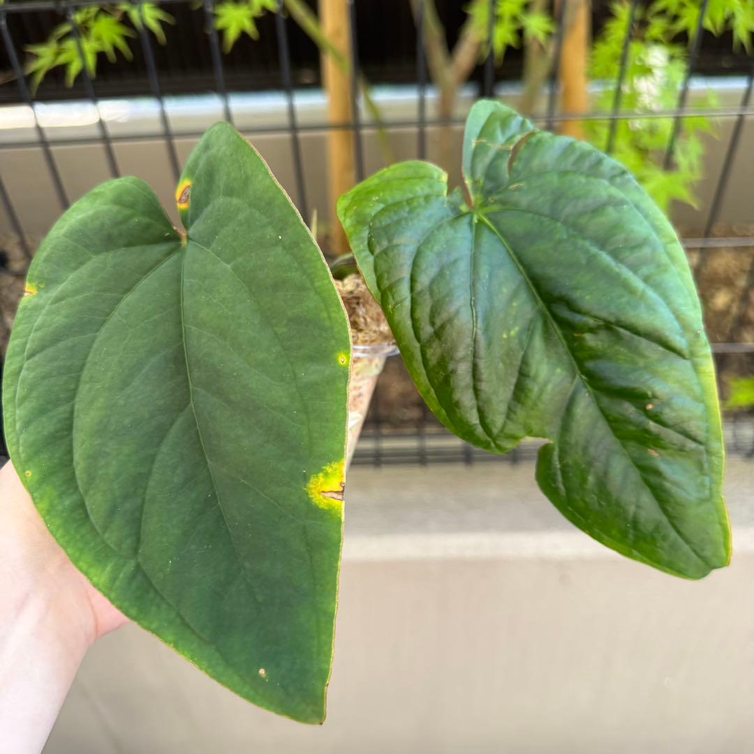 レア！　dressleri Anthurium アンスリウム　ドレスレリ