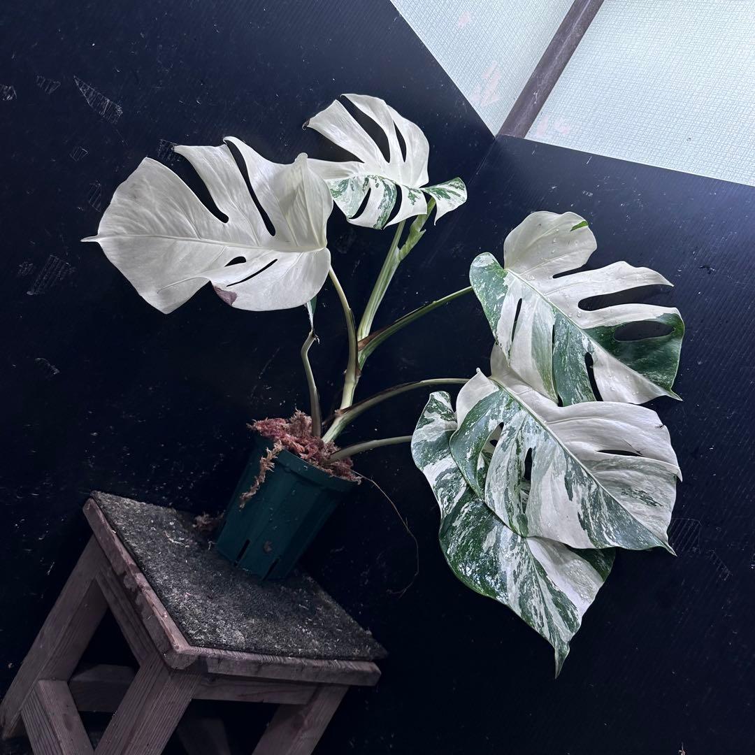 な*け様 斑入りモンステラ ホワイトタイガー極美大株54cm白斑多