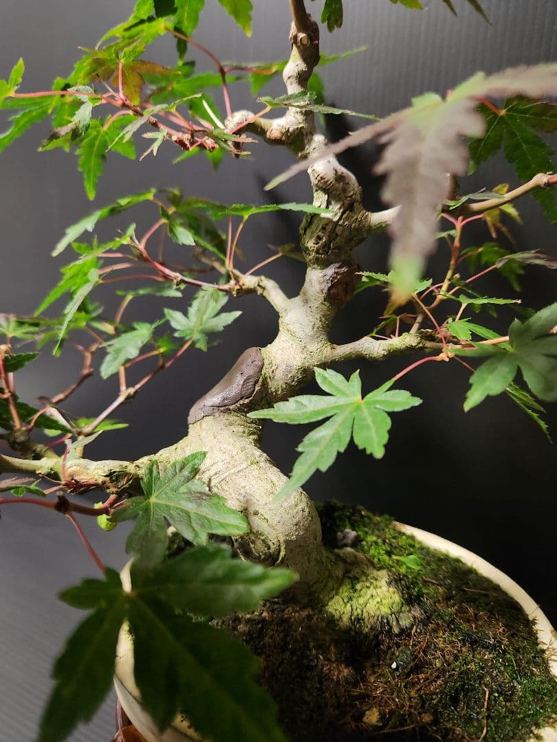 【お年玉価格】紅葉 もみじ 紅葉盆栽 もみじ盆栽 楓 カエデ　模様木