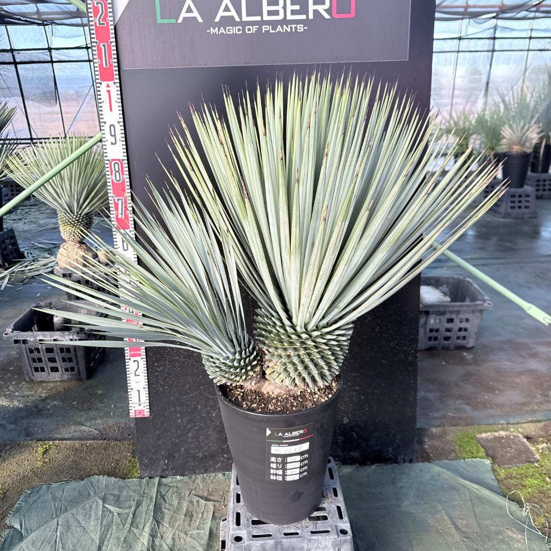 s*a様 【AL1115】ユッカ　ロストラータ　シルバーブルー個体　希少ダブルヘ