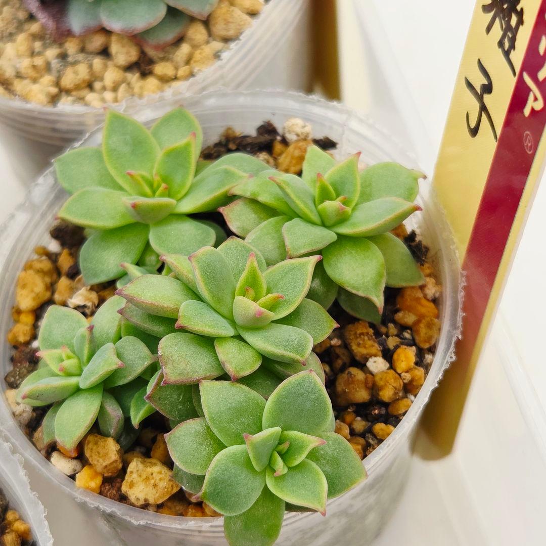 ㉜新作!マスカット❣️華切子❣️珊瑚の花❣️祭囃子❣️発根済! メルカリ便込