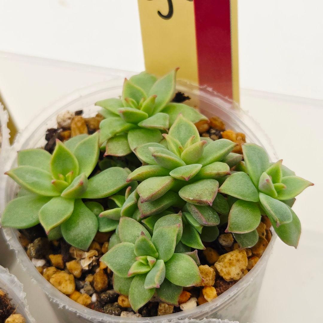 ㉜新作!マスカット❣️華切子❣️珊瑚の花❣️祭囃子❣️発根済! メルカリ便込