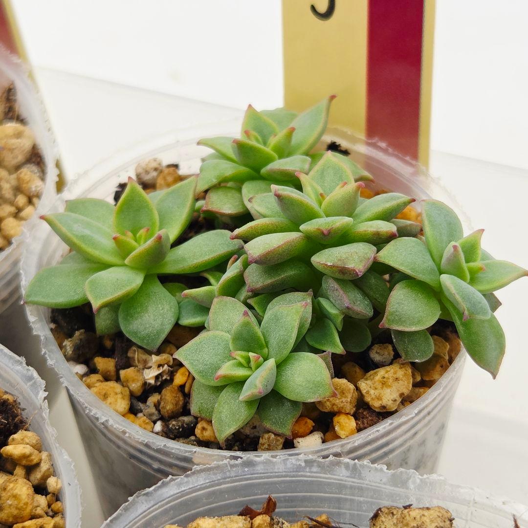 ㉜新作!マスカット❣️華切子❣️珊瑚の花❣️祭囃子❣️発根済! メルカリ便込