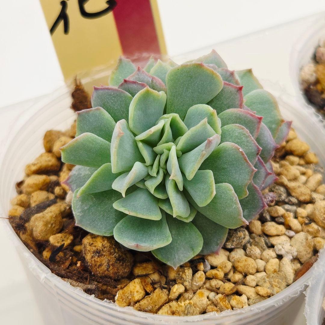 ㉜新作!マスカット❣️華切子❣️珊瑚の花❣️祭囃子❣️発根済! メルカリ便込