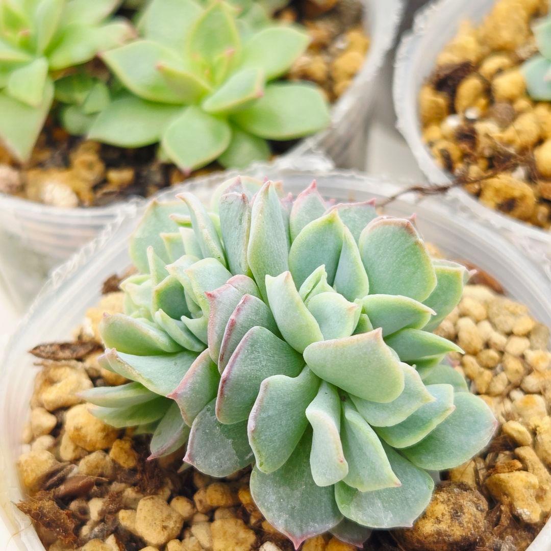 ㉜新作!マスカット❣️華切子❣️珊瑚の花❣️祭囃子❣️発根済! メルカリ便込