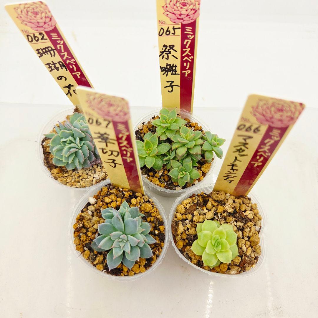 ㉜新作!マスカット❣️華切子❣️珊瑚の花❣️祭囃子❣️発根済! メルカリ便込