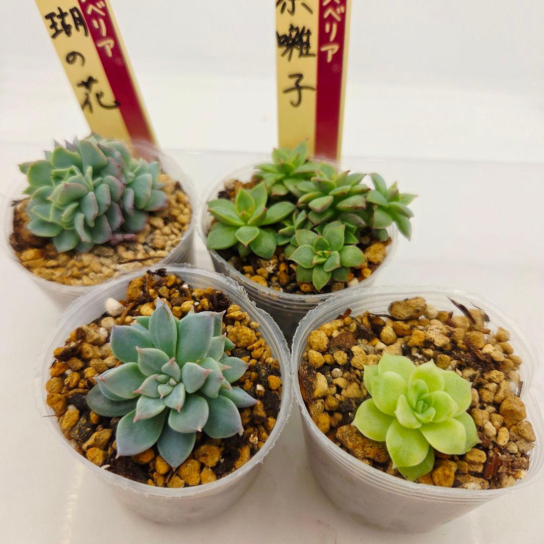 ㉜新作!マスカット❣️華切子❣️珊瑚の花❣️祭囃子❣️発根済! メルカリ便込