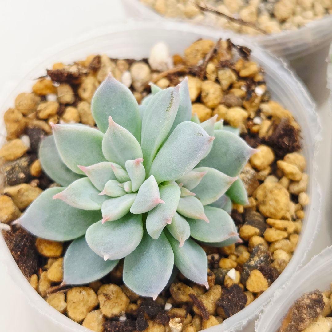 ㉜新作!マスカット❣️華切子❣️珊瑚の花❣️祭囃子❣️発根済! メルカリ便込