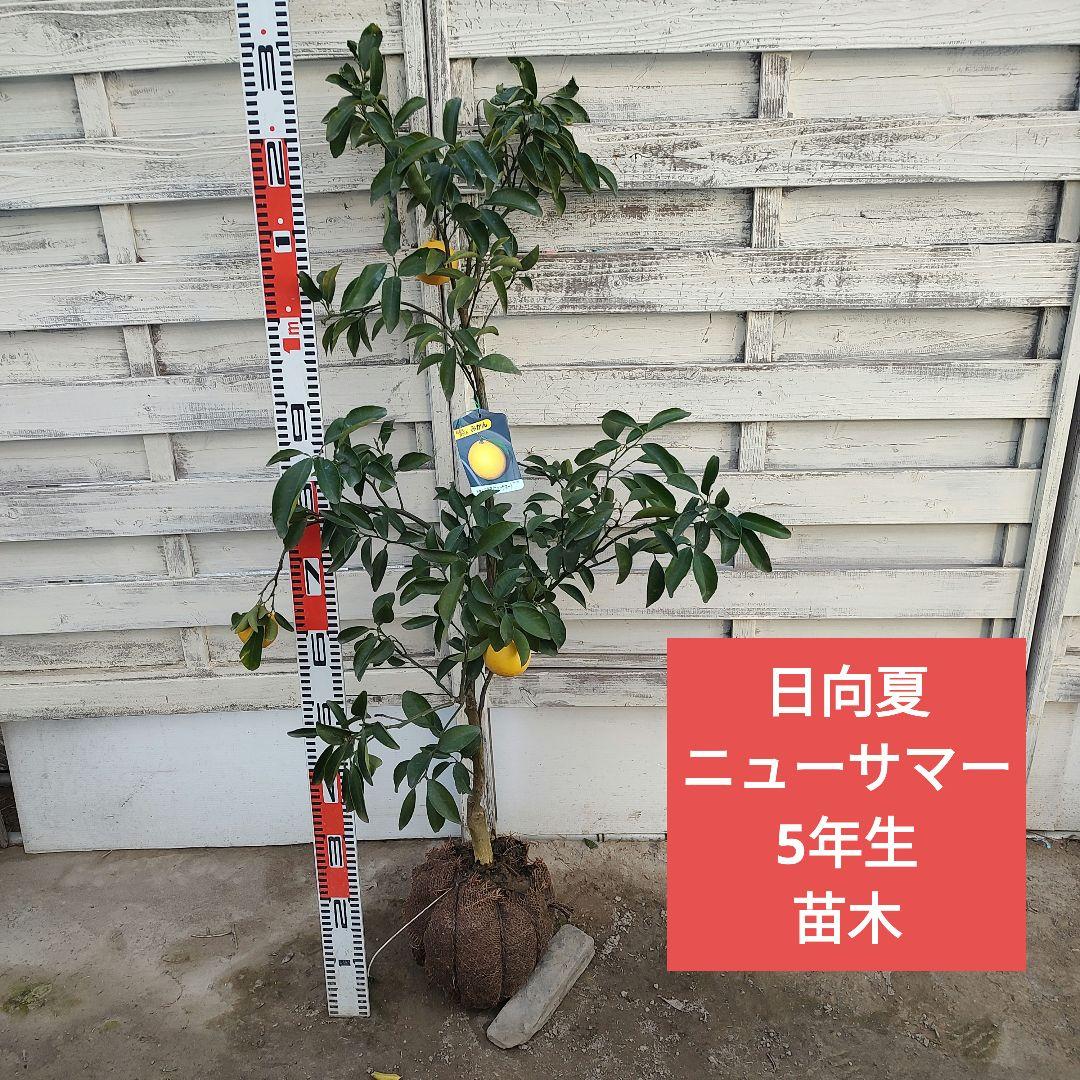 日向夏 ニューサマー 5年生 苗木