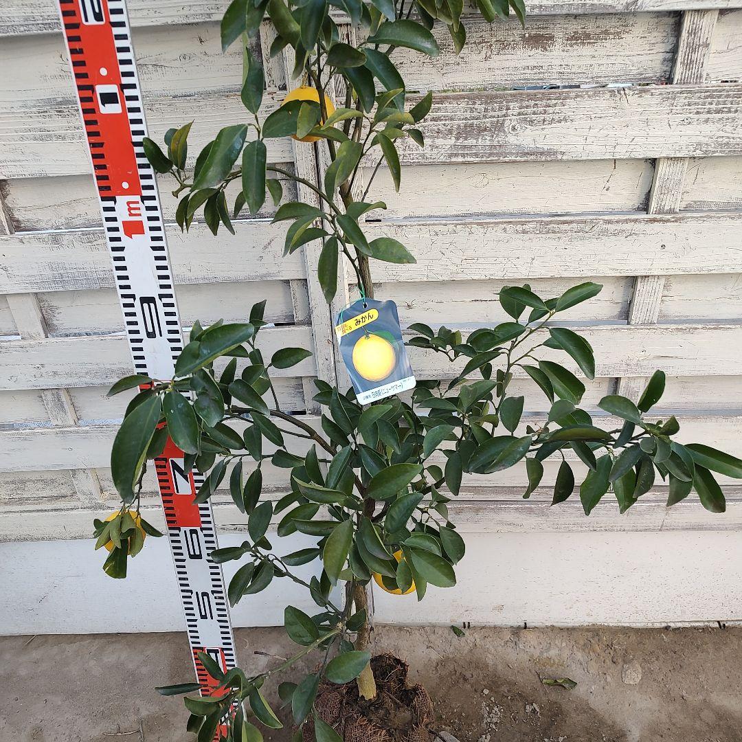 日向夏 ニューサマー 5年生 苗木