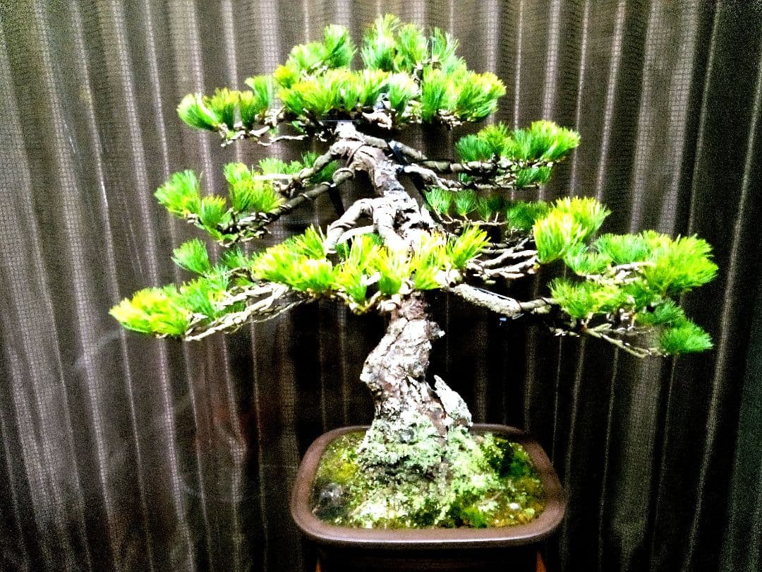 【大品　吾妻五葉松盆栽】 　　⭕樹齢70～80年古木❗