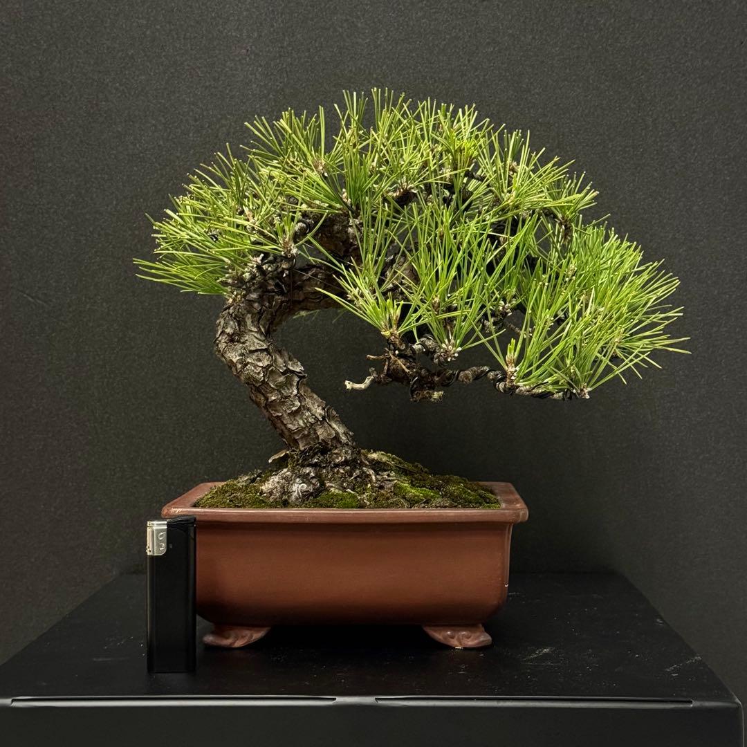 ★作り込まれた黒松盆栽★ 赤松　五葉松　真柏