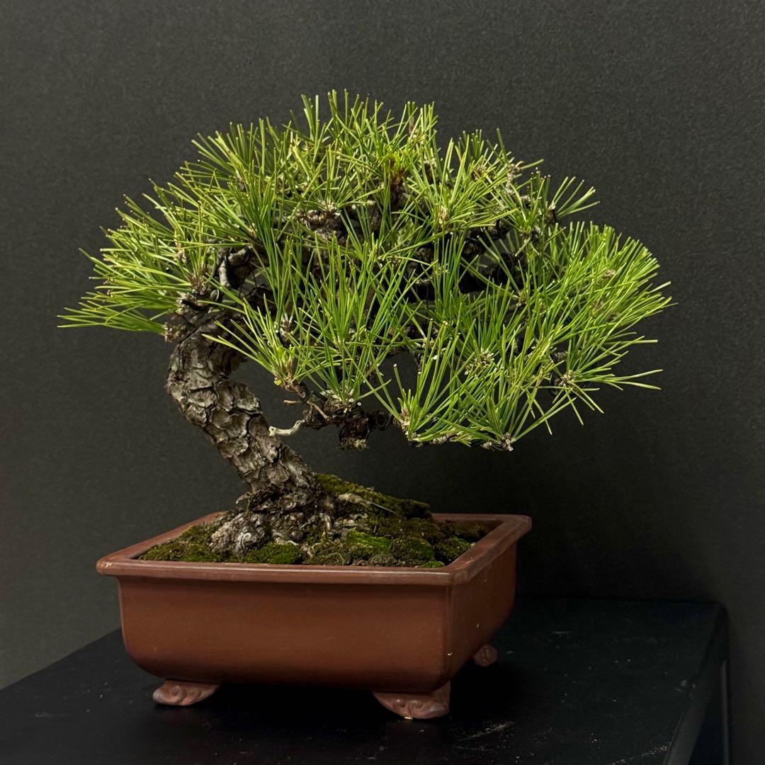 ★作り込まれた黒松盆栽★ 赤松　五葉松　真柏