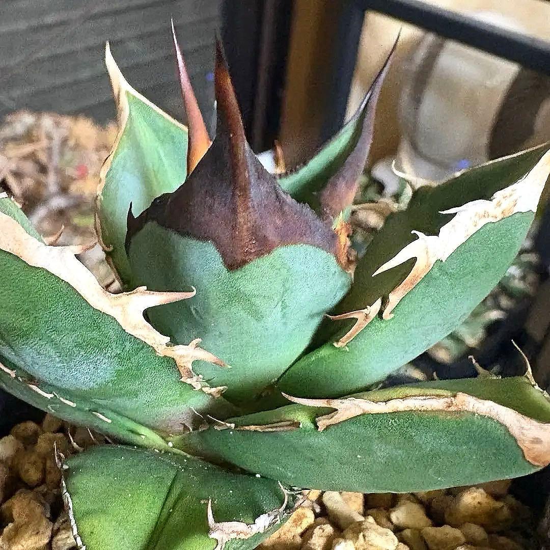 アガベ オテロイ　チタノタ　2020年播種　実生選抜　胴切り子株