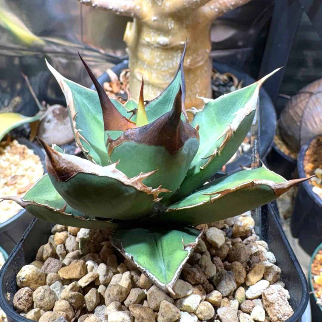 アガベ オテロイ　チタノタ　2020年播種　実生選抜　胴切り子株