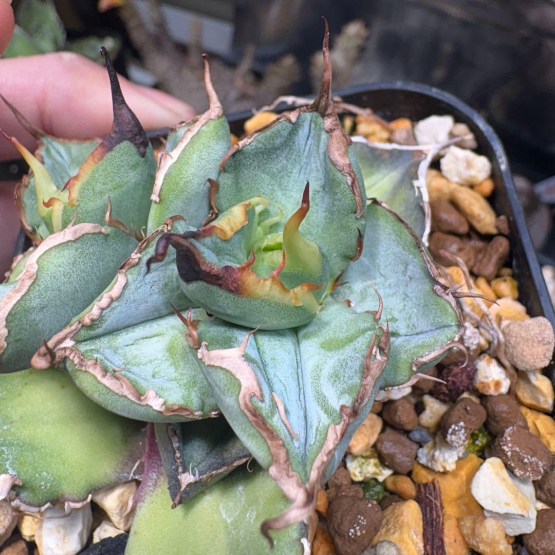 アガベ オテロイ　チタノタ　2020年播種　実生選抜　胴切り子株