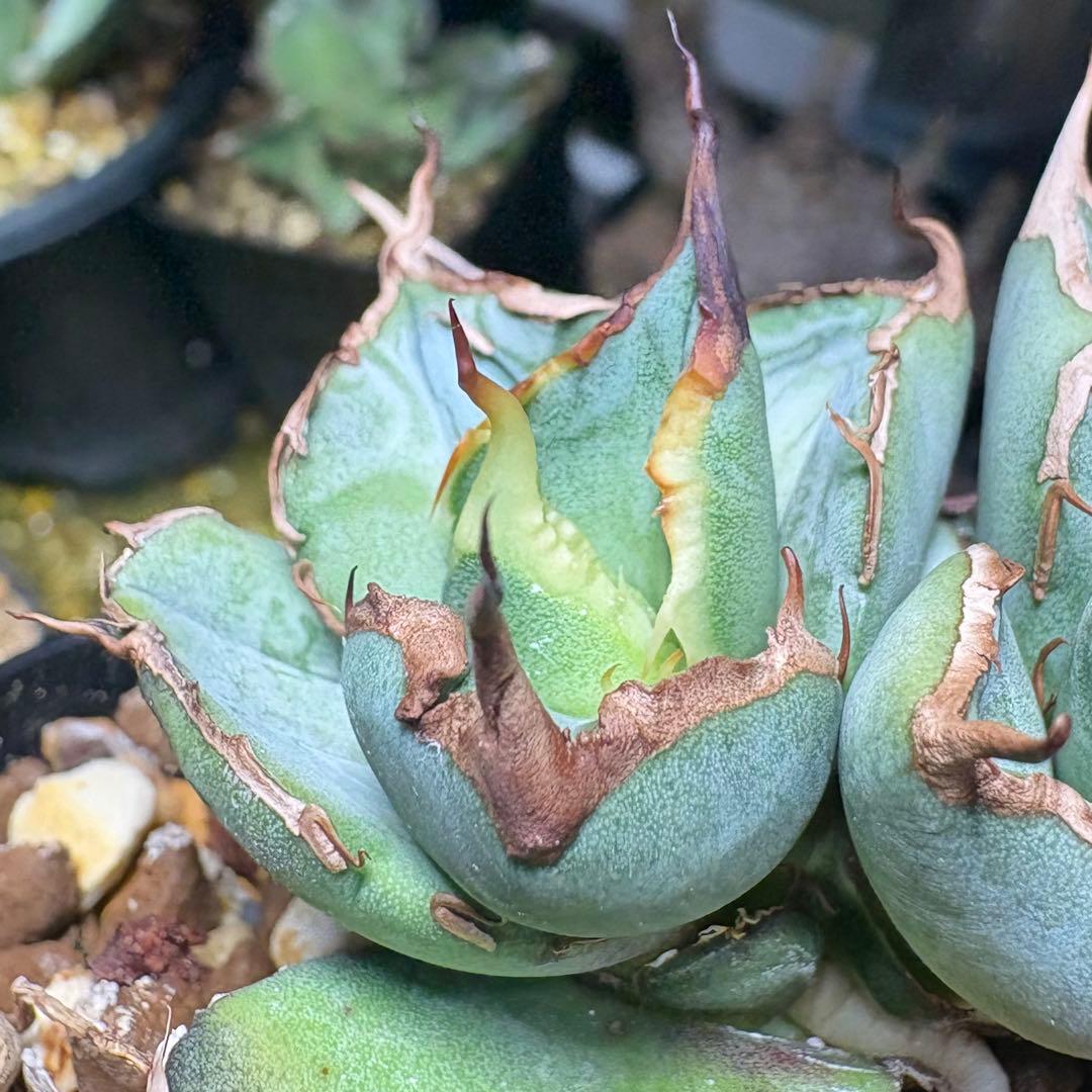 アガベ オテロイ　チタノタ　2020年播種　実生選抜　胴切り子株