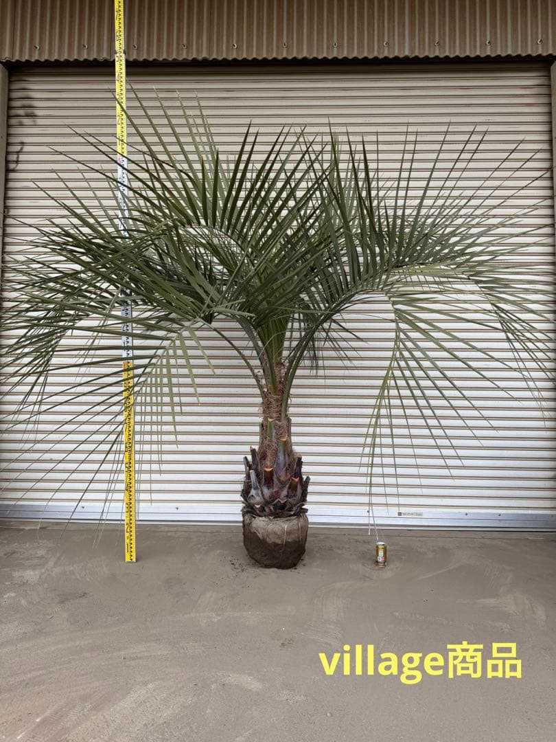 送料込み　ココスヤシ シルバーリーフ　サイズ特大　幹極太　形状良