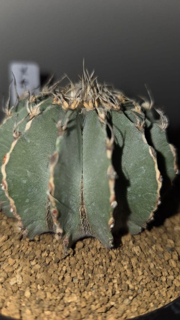 メキシカーナ　特大