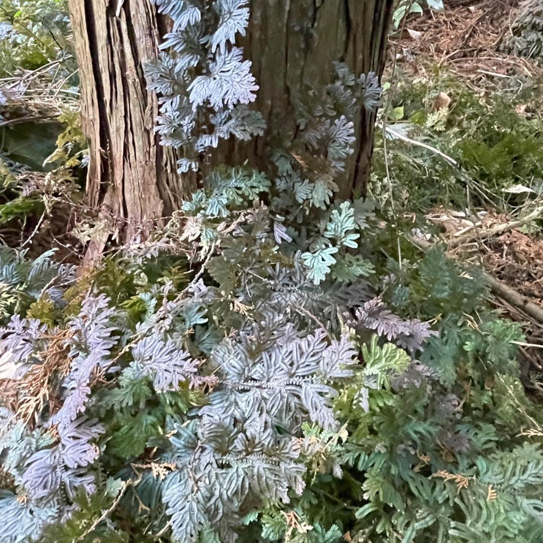 アヒル　写真確認用ページ