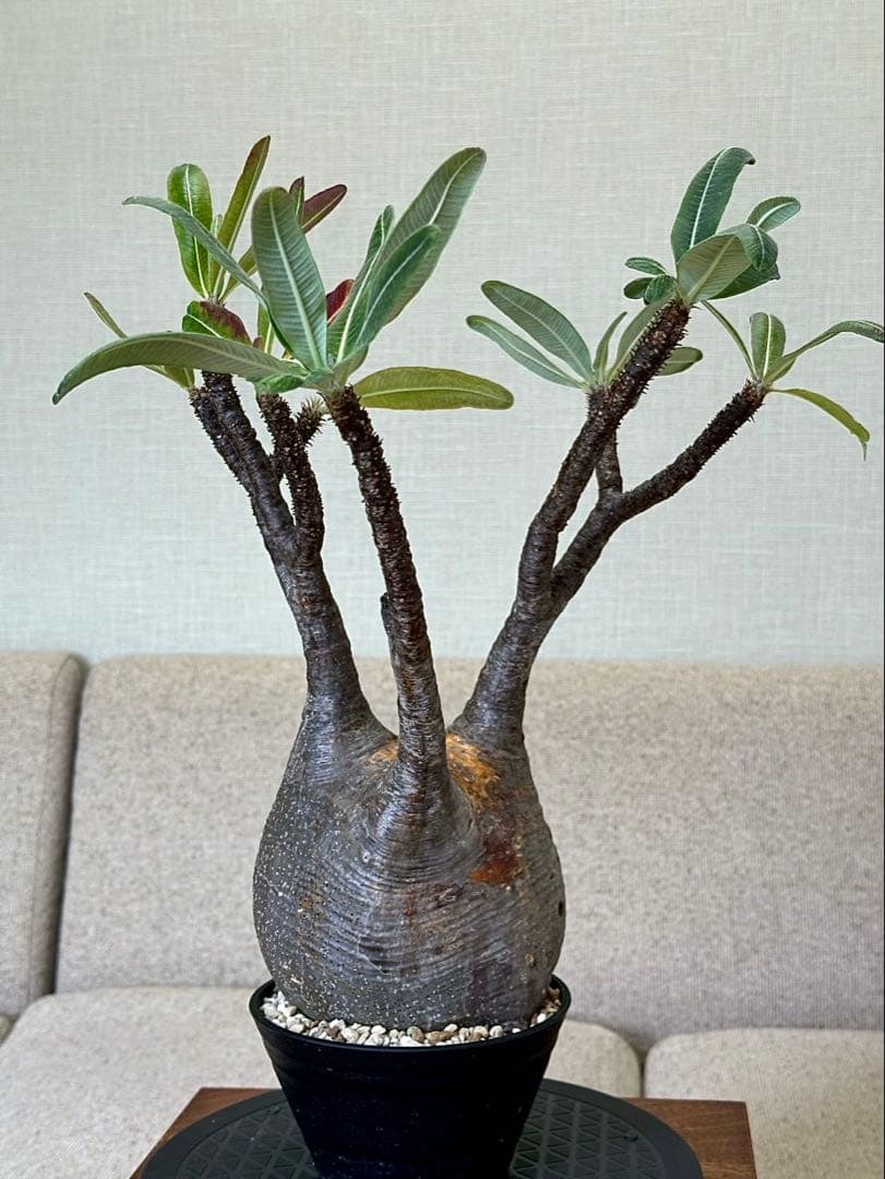 パキポディウム グラキリス 現地株 大株 王道形