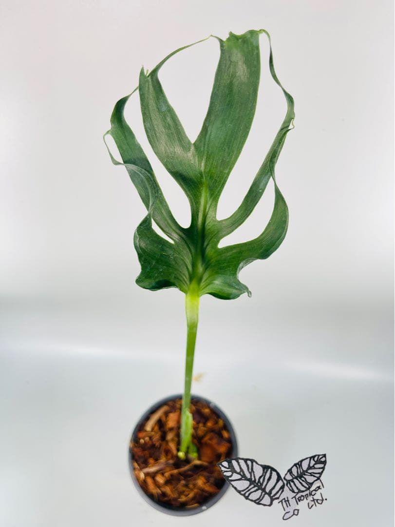 専用　Monstera Unniiae モンステラ　デリシオーサ ウンニアエ