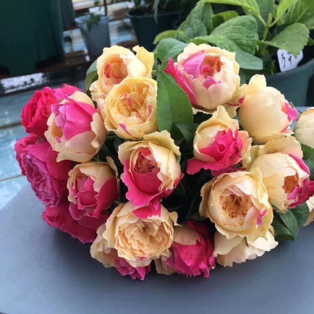 「ひみは」 和バラ苗　切り花品種　レアバラ　2点