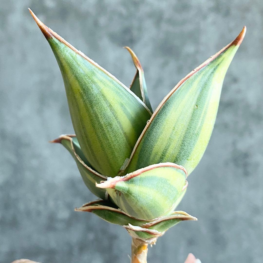 t*a様 S11334★オークション★サンスベリア ピングイキュラ 極上斑入りア