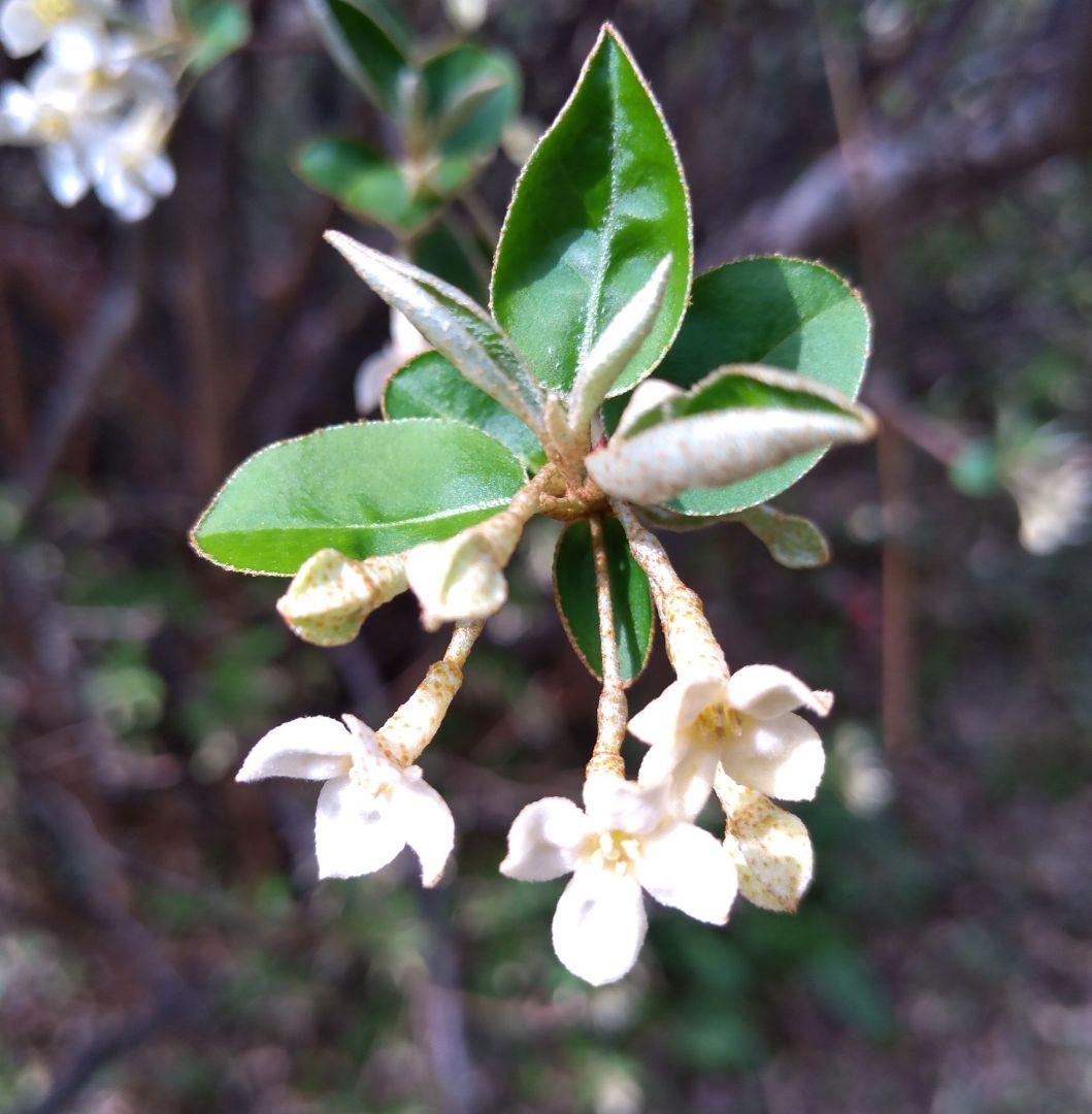 ナツグミの苗木（挿し木苗）