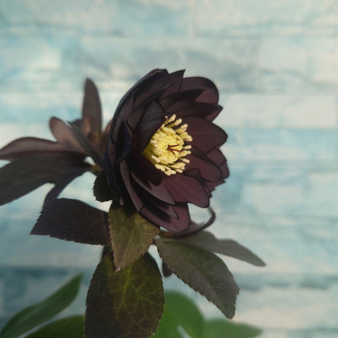 ☀️クリスマスローズ開花株❗【写楽DD】☀️4号スクエア鉢植え☀