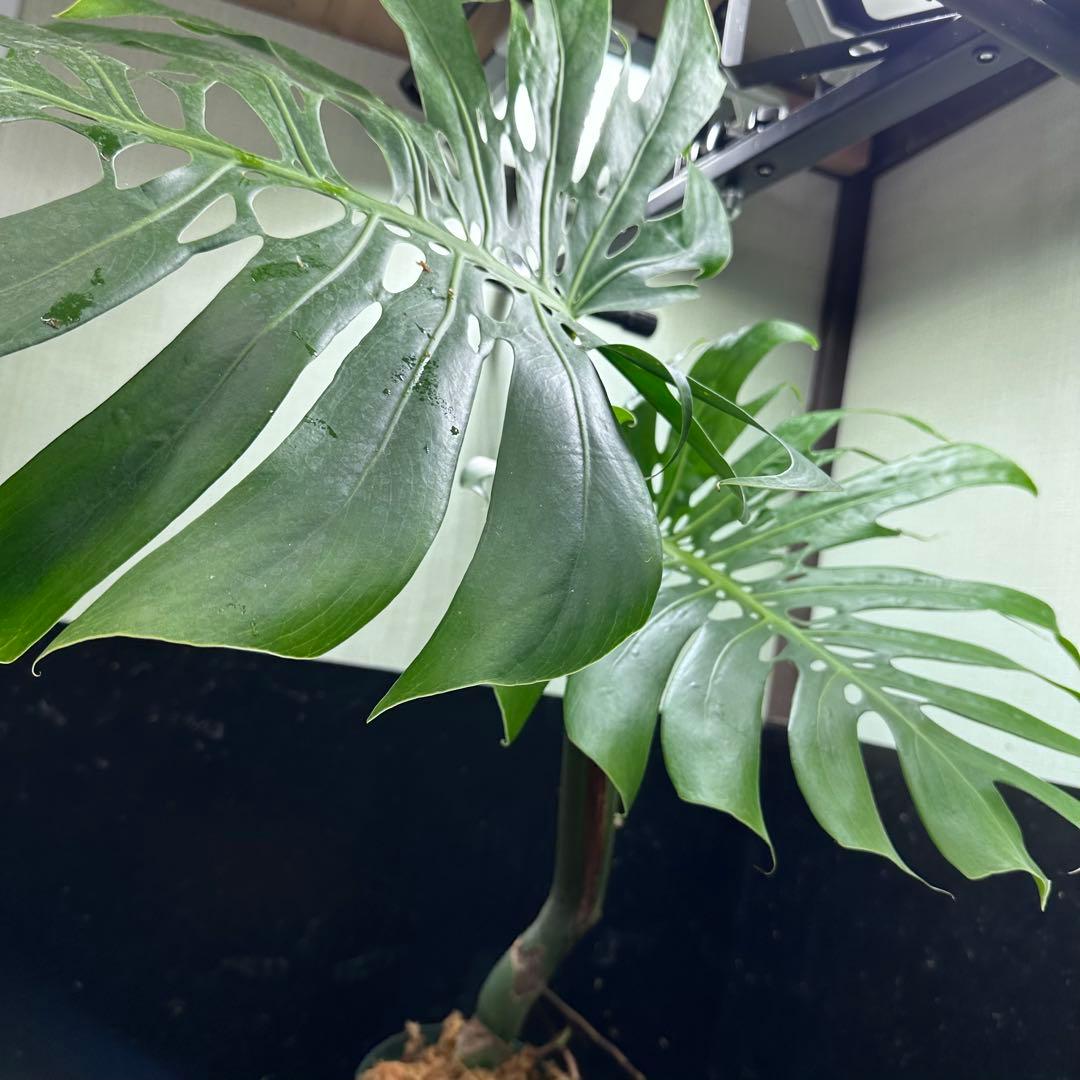 モンステラデリシオーサマクロコズム超希少系統鉢植え