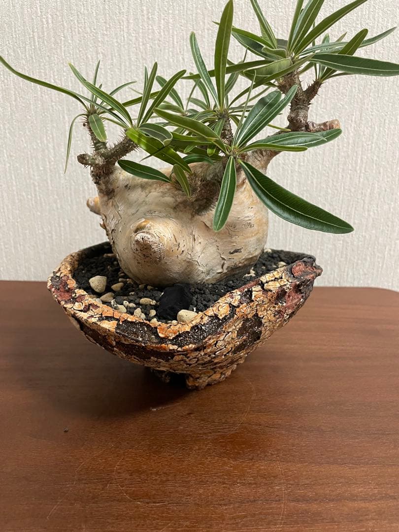 最終値下げ　パキポディウム　グラキリス　扁平　阪本健　鉢