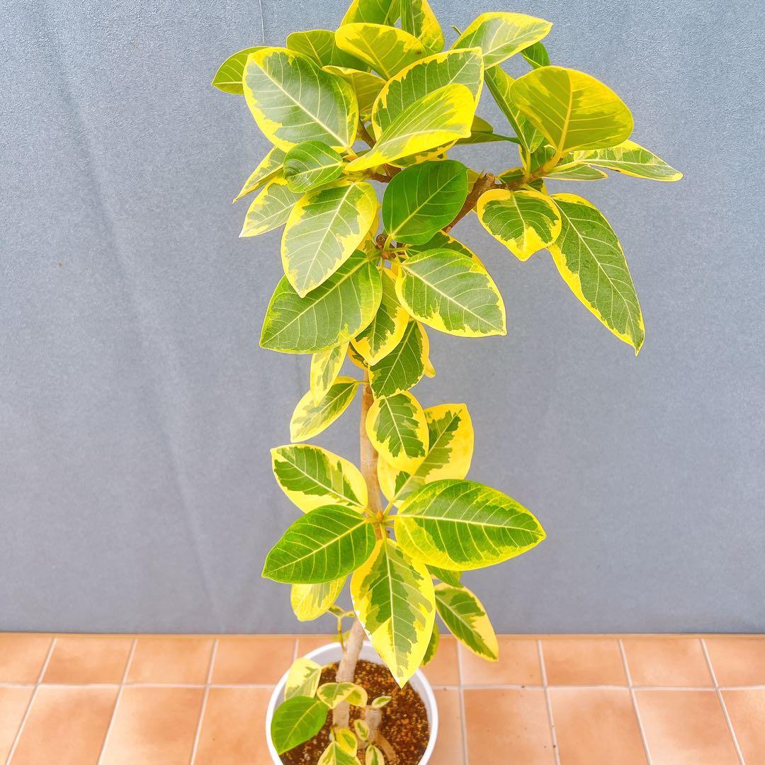 現品　フィカス　ゴムの木　アルテシマ　曲がり　　5番　特大　インテリアグリーン